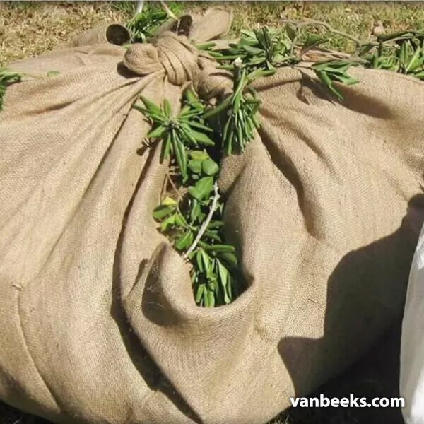 Jute Burlap